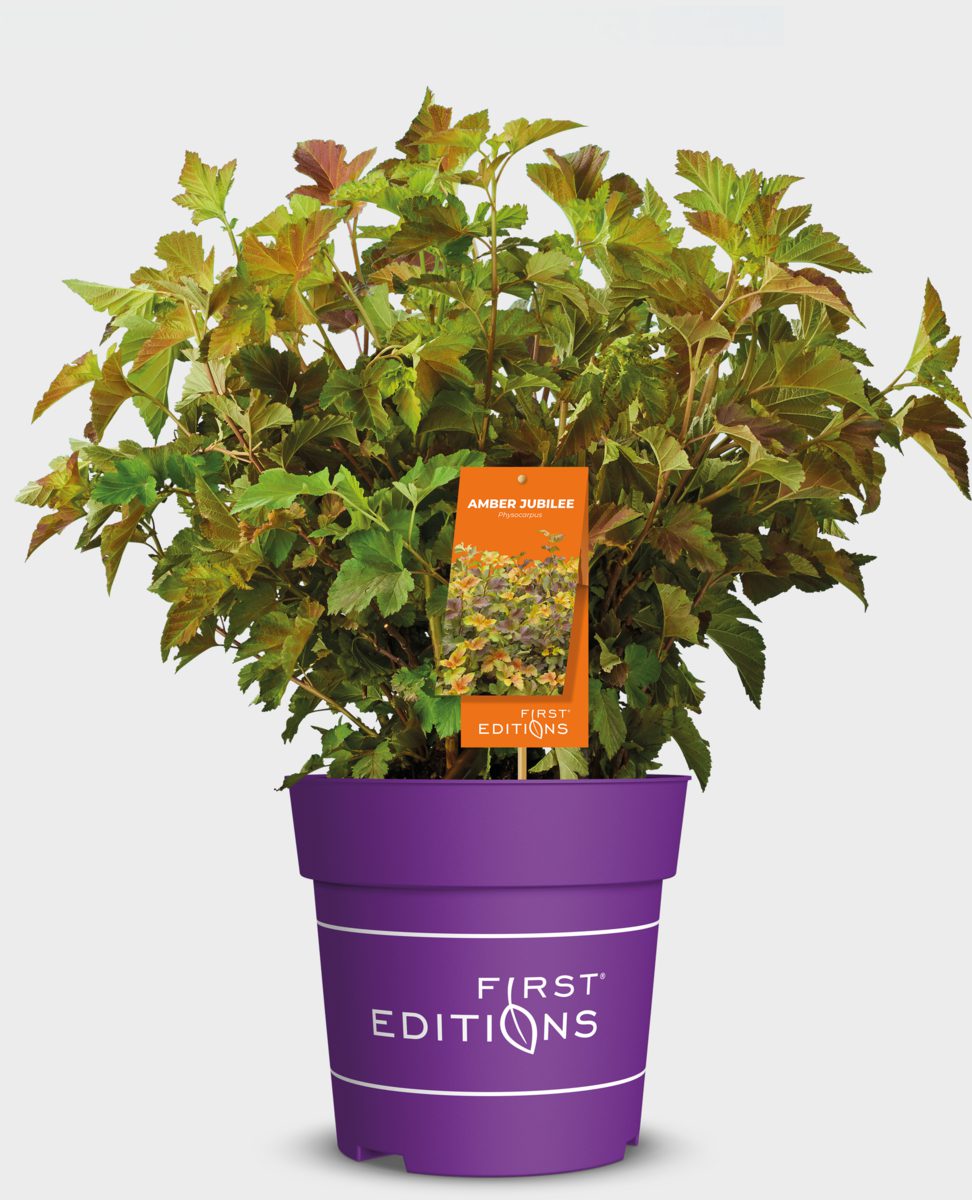 infograhic<br />
icon<br />
pot<br />
packaging<br />
branded container<br />
label<br />
container<br />
amber jubilee