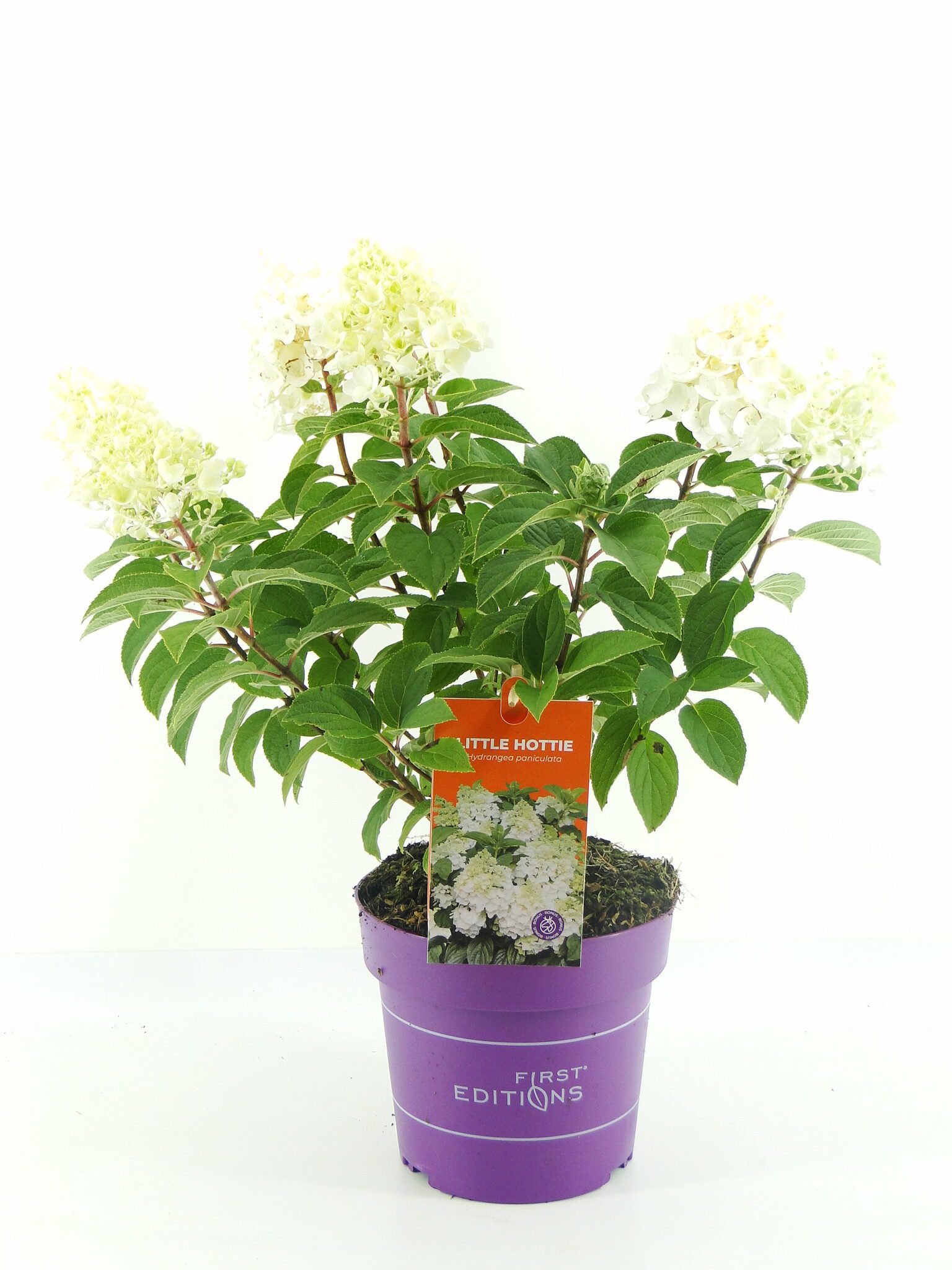 hydrangea little hottie
