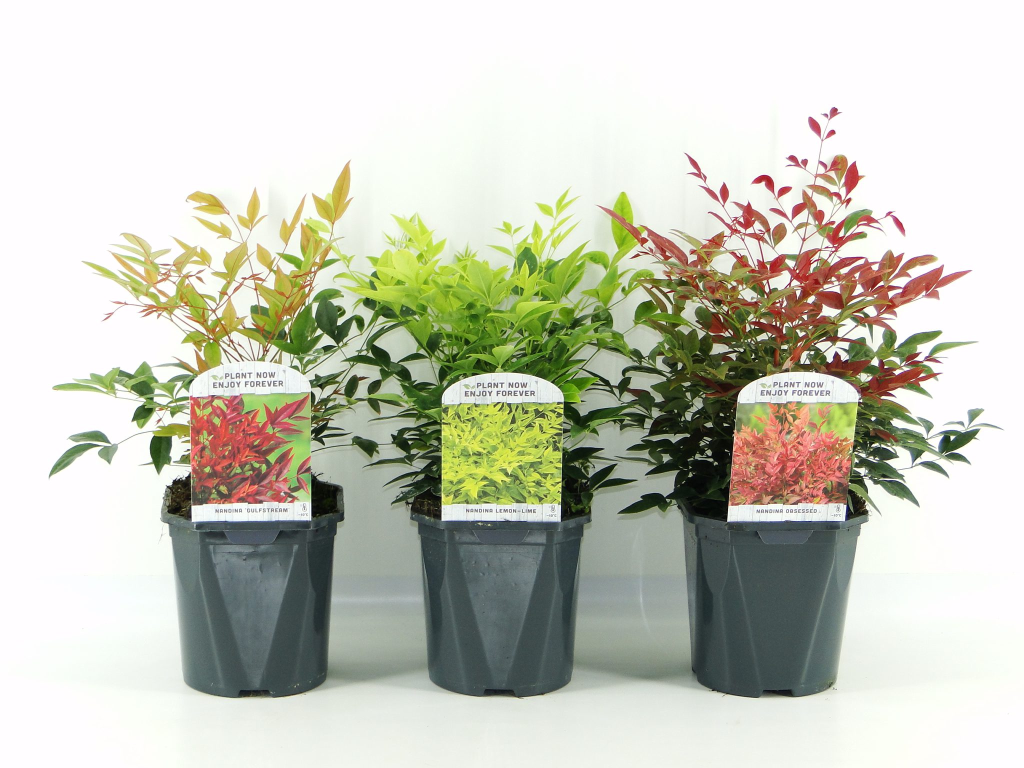 Nandina mix VC2 aug23